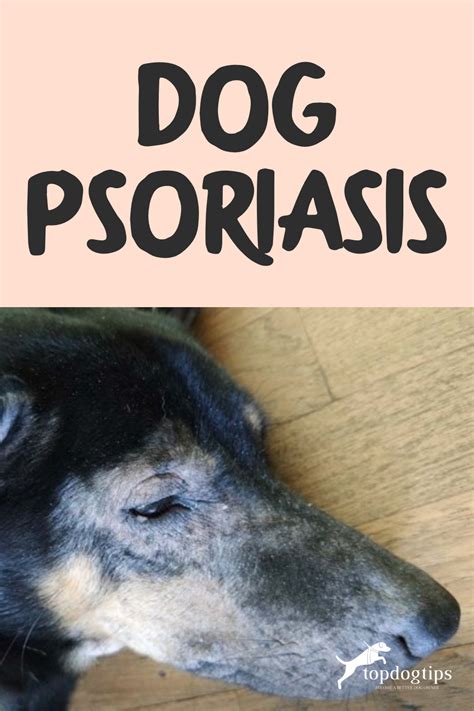 Dog Psoriasis Symptoms Causes Treatment And Prevention
