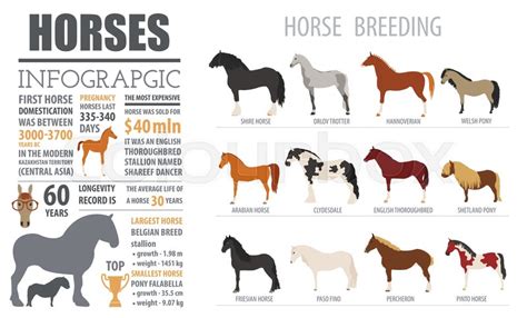 Horse Breeding Infographic Template Stock Vector Colourbox
