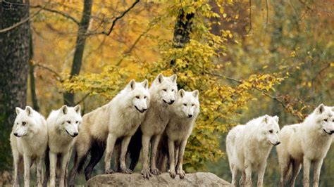 Pack Of Wolves Wallpaper 58 Images