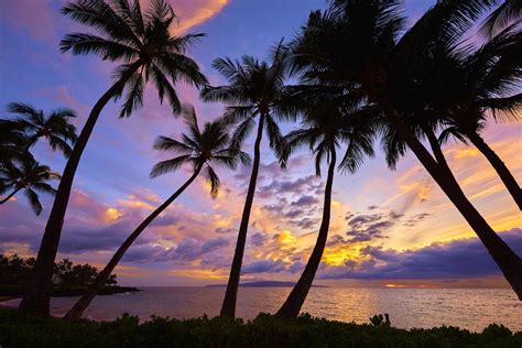 Sunset Palm Tree Wallpapers Wallpaper Cave