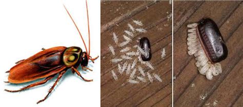 American Cockroach Eco Pest Control People