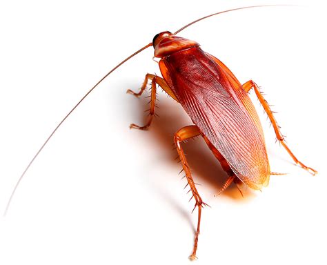 American Cockroach J L Pest Control