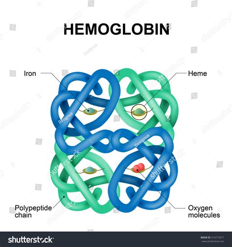 Structure Human Hemoglobin Molecule Hemoglobin Substance 库存插图 514713571