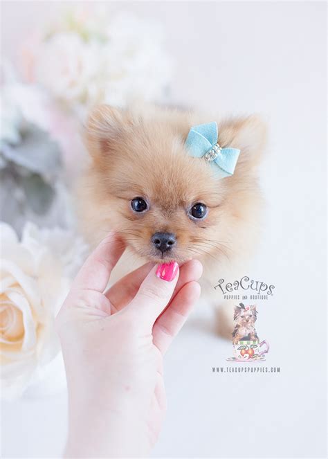 Adorable Pomeranian Puppies In Davie Teacup Puppies And Boutique