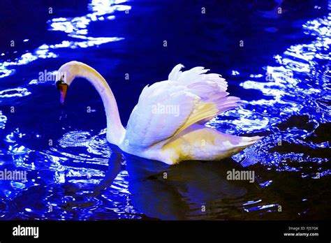 Side View Of A Mute Swan Hi Res Stock Photography And Images Alamy