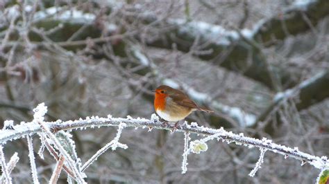 Fauna And Flora In Close Up Winter Robin