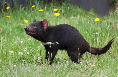 Child S Play Tasmanian Devils An Endangered Species