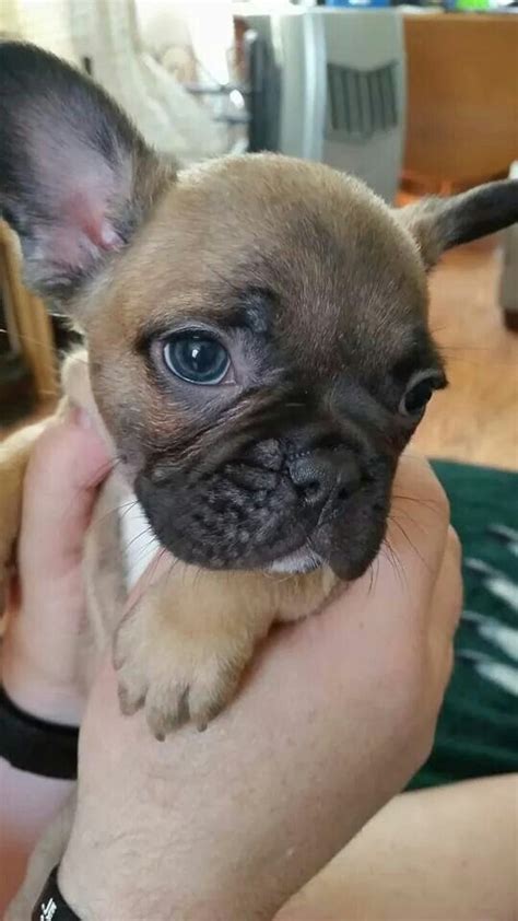Handsome Puppy Spock At 7 Weeks Old Bulldog French Bulldog Puppies