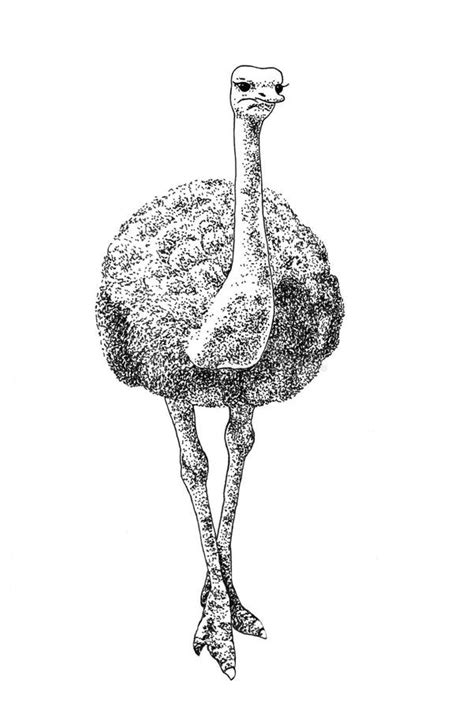 Ostrich Pen And Ink Drawing Stock Illustration Image 15150852