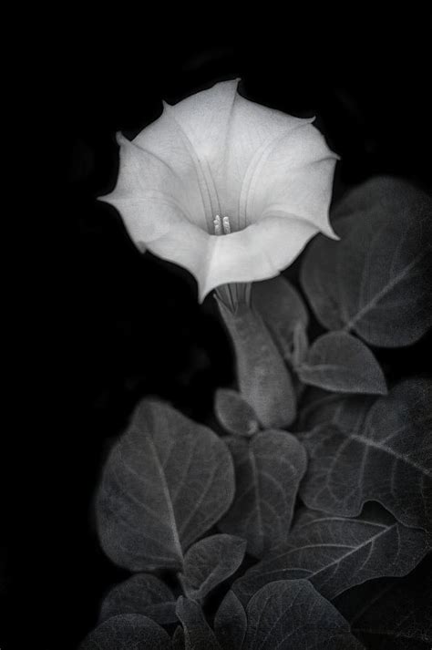 Moonflower Black And White Photograph By Nikolyn Mcdonald