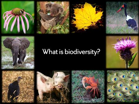 Biodiversity Introduction And Part 1 What Is Biodiversity