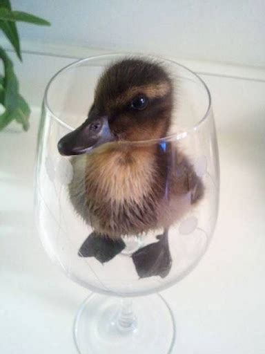 23 Adorable Baby Animals In Cups Amazing Creatures
