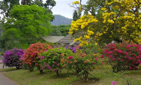Peradeniya Botanical Gardens Great Gardens Of The World