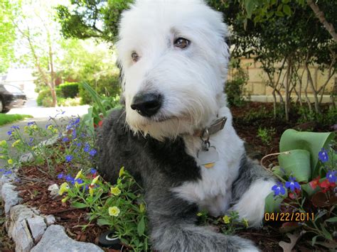 Pin By Sherrie Butler On Old English Sheepdogs Old English Sheepdog
