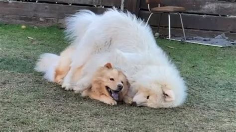 Samoyed Really Wants To Cuddle With Doggy Buddy Youtube