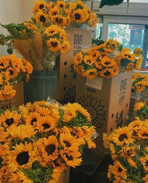 499 小雲吞 On Twitter Rt Sunflowerchives Sunflowers 🌻