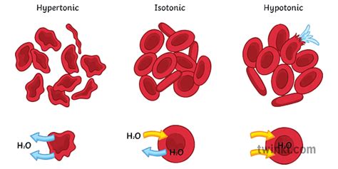 Red Blood Cells And Osmosis Science Ks3 Ks4 Illustration Twinkl