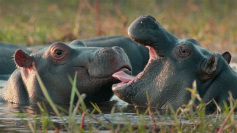 Nature Hippos Africas River Giants Preview Youtube