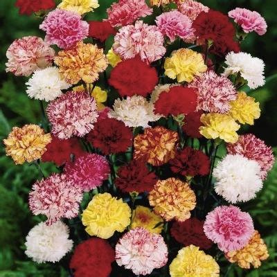 They're an elegant bloom that can express a range of emotions different types of carnations have different meanings. All about gardening: Planting Outdoors: How to Grow Carnations