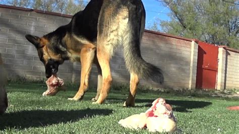 Natural supplements may now be added to help your gsd absorb nutrients more efficiently from its diet including coconut oil, probiotics and natural herbs. German Shepherd Raw Food - YouTube