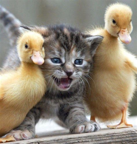 100 Foto Hewan Lucu dan Imut yang Siap Akan Menghiburmu, Tingkahnya Gokil!