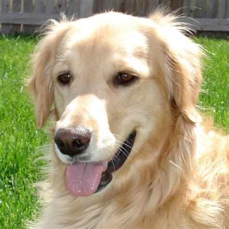 Golden Retriever Guide Everything You Need To Know About Golden