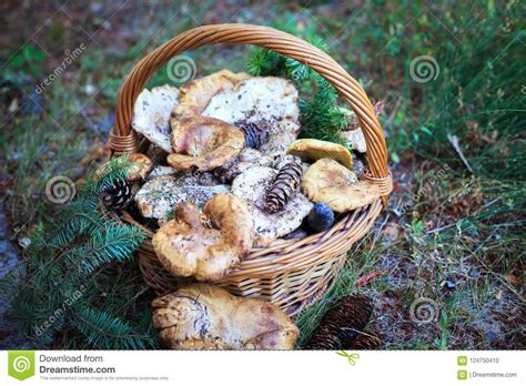 A nutrient found in most well known super foods (spinach, kale) which reduces age spots and eventual skin pigmentation issues some parts of the face get over time. Full Basket Of Autumn Mushrooms. Natural Organic Food ...