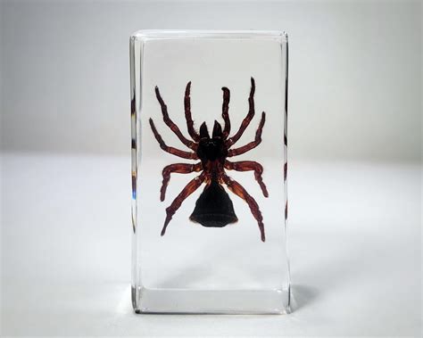 Hourglass Spider In Resin Cyclocosmia Ricketti Insects In Resin
