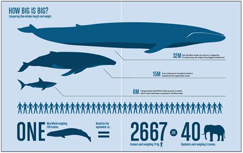 Humpback whales (please check out our humpback whale pictures) are mammals humpback whale facts: FMP: March 2012 | Blue whale, Blue whale size, Blue whale ...