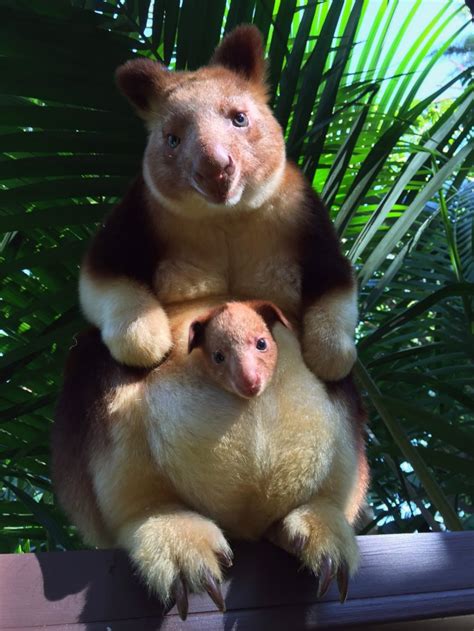 Rare Baby Tree Kangaroo Is The Most Adorable Thing Youll