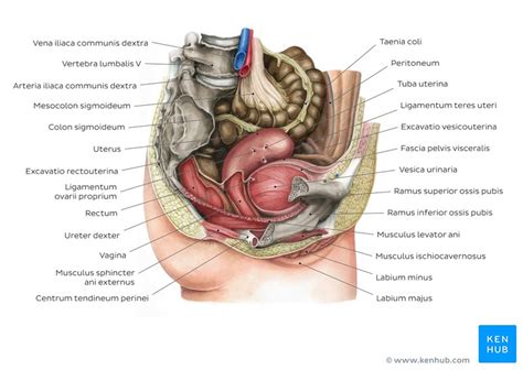 The abdominal wall is the wall enclosing the abdominal cavity that holds a bulk of gastrointestinal viscera. Becken und Perineum - Aufbau und Anatomie | Kenhub