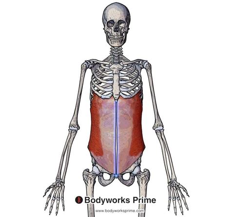 External Oblique Muscle Anatomy Bodyworks Prime