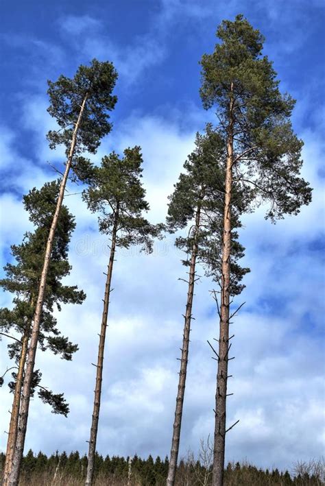 Pine Trees And Beautiful Blue Sky Stock Image Image Of Pine