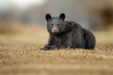 Black Bears Of Eastern North Carolina 2022 Ed Erkes Nature Photography