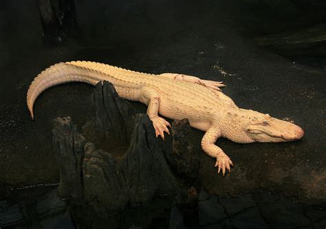 Meet Pearl One Of The Worlds Rare Albino Alligators Natural World