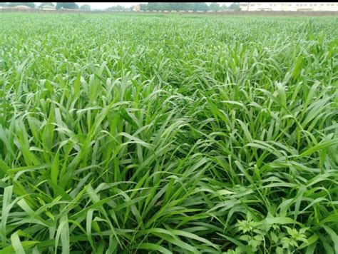 Brachiaria Grass A Must For Livestock Farmersnow Available