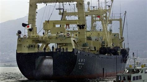 Japan Says It Will Withdraw From Iwc And Resume Commercial Whaling