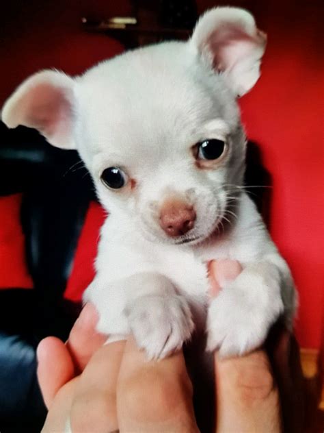 Male Chihuahua Puppy In Chapel Allerton West Yorkshire Gumtree