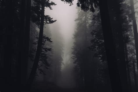Black And White Creepy Dark Eerie Fog Foggy Forest Nature Silhouette