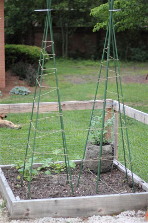 Diy Green Bean Teepees Growing Green Beans Trellis Green Bean