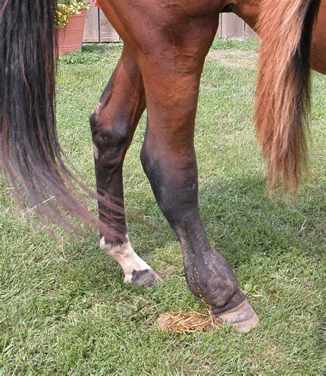 Treating Cellulitis Us Equestrian Beautiful Horses Equestrian Horses