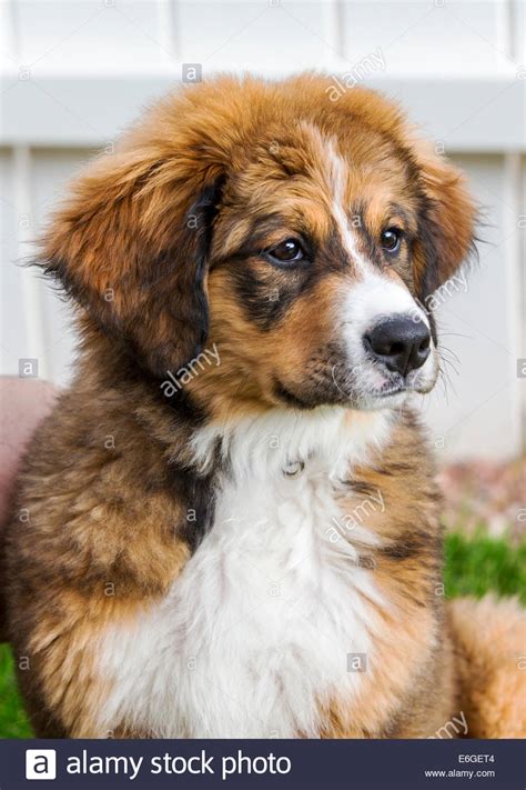Links going to dogs mixed with the bernese mountain dog with dog information and pictures. Twelve week old Bernese Mountain Dog, Great Pyrenees, mix ...