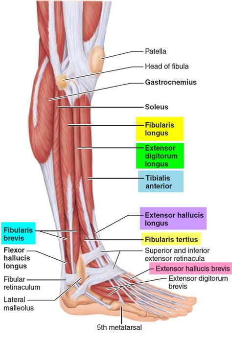 Front View Of The Muscles Of The Leg Clipart Etc