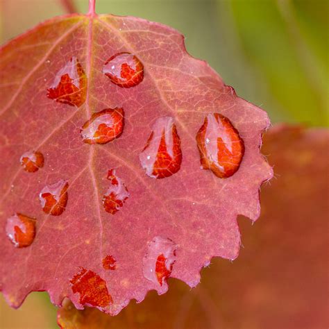 Autumn colours › Way up north