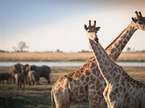 Limpopo National Park Mozambique Wild Safari Guide
