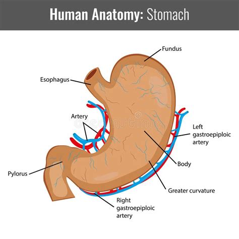 Structure Of Human Stomach