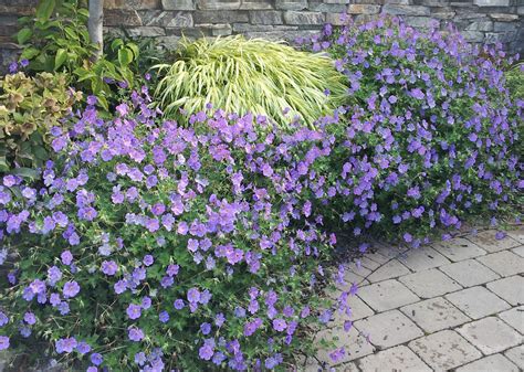 Hardy Cranesbill Geranium Rozanne Is An Easy Ground Cover Type