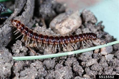A Wandering Horde Ofmillipedes Insect Diagnostic Lab