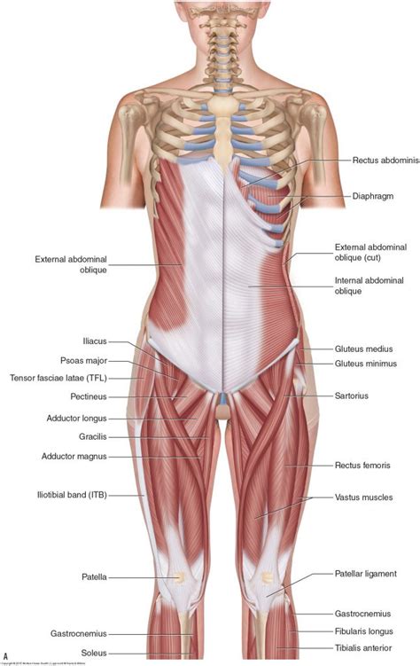 Hip flexor strains, which are strains in the hip flexor. Anatomy Pictures Of Lower Back And Hip : Lumbar Spine ...