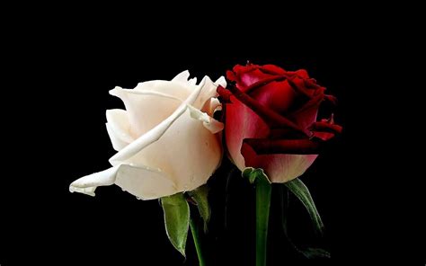Full Picture Best White Rose Flowers Wallpapers